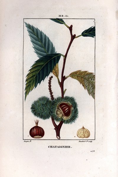 带果的板栗枝（栗子） - 甜栗树，Castanea sylvestris。 手工彩色点画铜版画由 Lambert Junior 雕刻，来自 Chaumeton 的 Pierre Jean-Francois Turpin 的画作，Poiret et Chamberet 的“La Flore Medicale”，巴黎 作者 皮埃尔·让·弗朗索瓦·特平