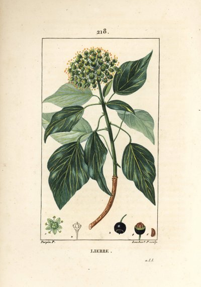 攀爬常春藤 - 常见的常春藤，常春藤螺旋。 Lambert Junior 手绘点画铜版画，出自 Chaumeton、Poiret 和 Chamberet 的“La Flore Medicale”，巴黎，Panckoucke 的 Pierre Jean-Francois Turpin 的画作 作者 皮埃尔·让·弗朗索瓦·特平