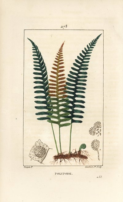 常见的多肉植物--多肉蕨，Polypodium vulgare，有叶子、种子和根。小Lambert根据Pierre Jean-Francois Turpin的画作进行的手绘硬笔铜版画，出自Chaumeton, Poiret和Chamberet的《La Flore Medicale》，巴黎，P. 作者 皮埃尔·让·弗朗索瓦·特平