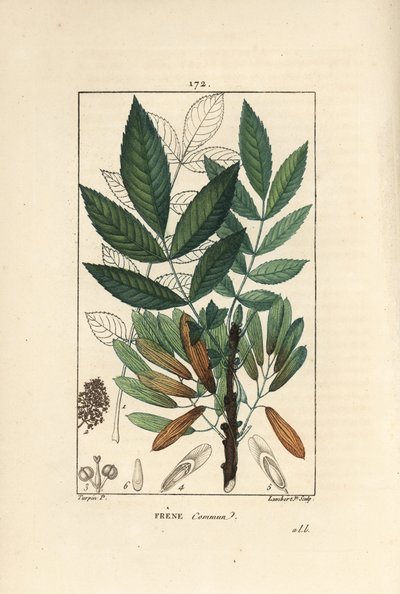 普通灰或灰 elve - 白蜡树，白蜡树，显示树枝、叶子、种子和叶子的轮廓。 Lambert Junior 手绘点画铜版画，来自 Chaumeton 的 Pierre Jean-Francois Turpin 的画作，Poiret et Chamberet 的“” 作者 皮埃尔·让·弗朗索瓦·特平