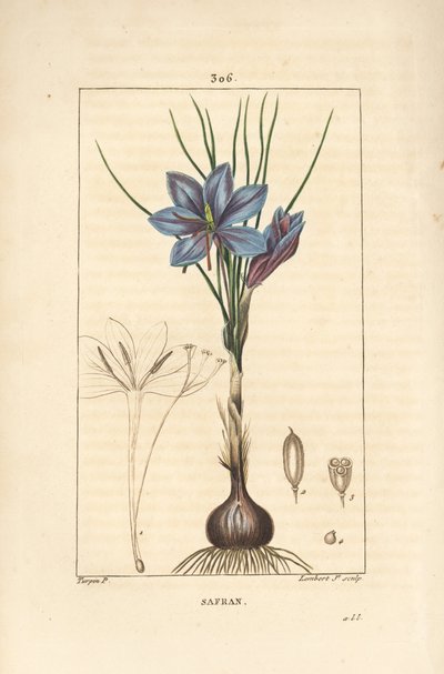 红花 - 红花，Crocus sativus，显示花、叶、茎、球茎和柱头。小Lambert根据Pierre Jean-Francois Turpin的画作进行的手绘立体铜版画，该画作出自Chaumeton, Poiret和Chamberet的 "La Flore Medicale"。 作者 皮埃尔·让·弗朗索瓦·特平