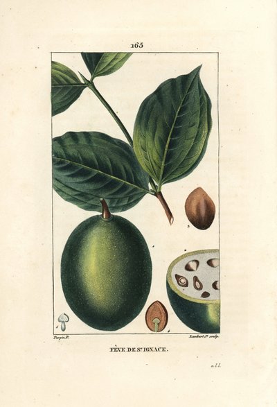 Feve de Saint Ignace - 耶稣的豆或圣伊格纳的豆，马钱，显示果实和种子（豆），整体和部分。 Lambert Junior 手绘点画铜版画，来自 Chaumeton 的 Pierre Jean-Francois Turpin 的画作， 作者 皮埃尔·让·弗朗索瓦·特平