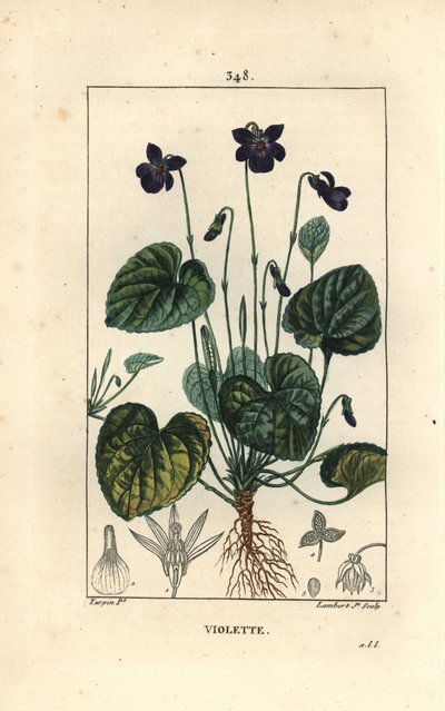 Fragrant Violet - Sweet violet, Viola odorata, with flower, leaf, stem and roots. Handcoloured stipple copperplate engraving by Lambert Junior from a drawing by Pierre Jean-Francois Turpin from Chaumeton, Poiret and Chamberet