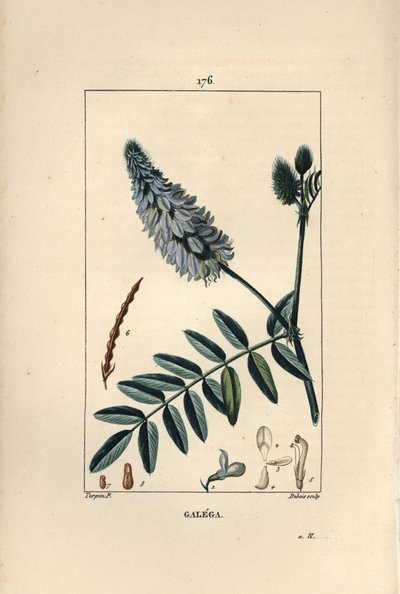 Galega - 山羊的芸香，Galega officinalis，有花、叶和种子。杜波依斯根据皮埃尔-让-弗朗索瓦-图尔平的画作进行的手绘立体铜版画，出自肖梅顿、波依尔和张贝的 "La Flore Medicale"，巴黎，Panckoucke 作者 皮埃尔·让·弗朗索瓦·特平