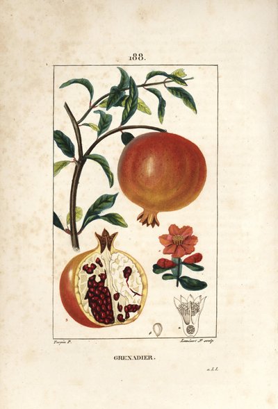 Grenadier - 石榴树，Punica granatum，有叶、花、果实和显示种子的果实剖面。小兰伯特根据皮埃尔-让-弗朗索瓦-图尔平的画作进行的手绘立体铜版画，出自肖梅顿、波尔特和张伯伦。 作者 皮埃尔·让·弗朗索瓦·特平
