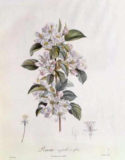 山楂(Crataegus azarolus)花 亨利-路易斯-杜哈梅尔-杜蒙索，皮埃尔-让-弗朗索瓦-图尔班的植物图版 作者 皮埃尔·让·弗朗索瓦·特平