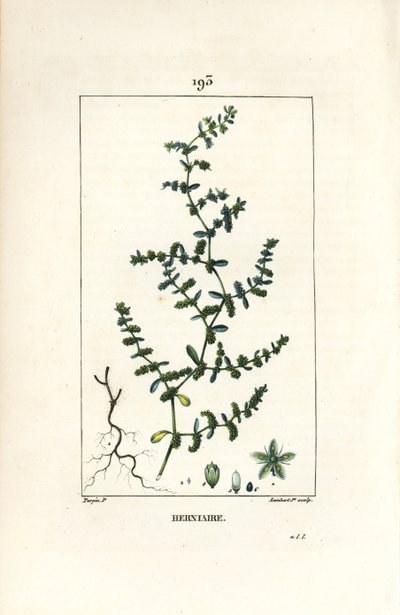 Herniary 无毛或 turquette - Rupture wort，Herniaria glabra。 Lambert Junior 手绘点画铜版画，出自 Chaumeton、Poiret 和 Chamberet 的“La Flore Medicale”，巴黎，Panckoucke 的 Pierre Jean-Francois Turpin 的画作 作者 皮埃尔·让·弗朗索瓦·特平