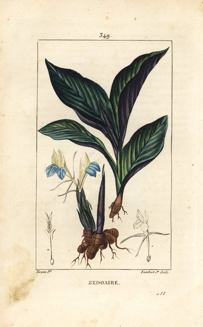 喜马拉雅红花--Zedoary，Koempferia rotunda，有花、叶、茎和根茎。小Lambert根据Pierre Jean-Francois Turpin的画作进行的手绘立体铜版画，该画作出自Chaumeton, Poiret和Chamberet的《La Flore Medicale》。 作者 皮埃尔·让·弗朗索瓦·特平
