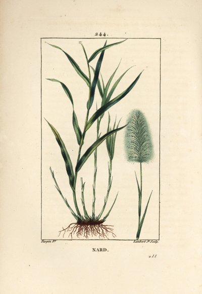 Indian nard，表示，spicanard - Spikenard，Andropogon nardus，有叶、根和花。 Lambert Junior 手绘点画铜版画，出自 Chaumeton、Poiret 和 Chamberet 的“La Flore Medi”的 Pierre Jean-Francois Turpin 的画作 作者 皮埃尔·让·弗朗索瓦·特平