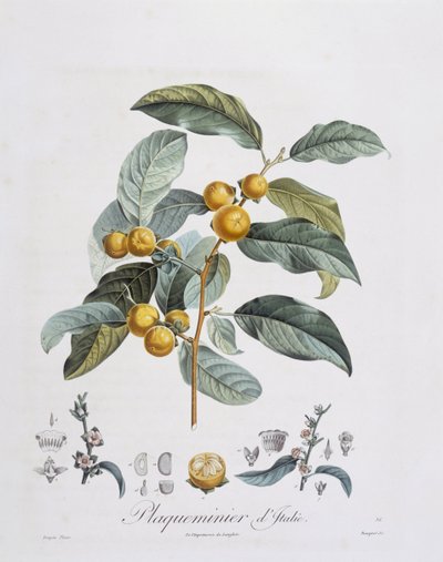 日本柿子或卡基（Diospyros kaki），亨利-路易斯-杜哈梅尔-杜蒙索，皮埃尔-让-弗朗索瓦-图尔班的植物图版 作者 皮埃尔·让·弗朗索瓦·特平