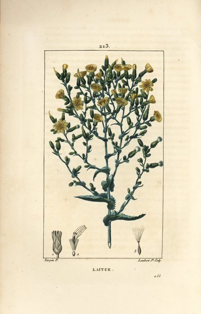 生菜 - 生菜，莴苣。 Lambert Junior 手绘点画铜版画，出自 Chaumeton、Poiret 和 Chamberet 的“La Flore Medicale”，巴黎，Panckoucke 的 Pierre Jean-Francois Turpin 的画作 作者 皮埃尔·让·弗朗索瓦·特平