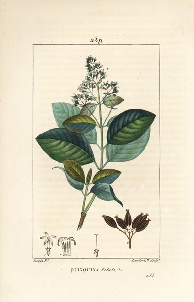 Michurago 或 fruta de mono，Ladenbergia macrocarpa（金鸡纳椭圆形），有花、叶、茎和种子。 Lambert Junior 手绘点画铜版画，出自 Chaumeton、Poiret 和 Chamberet 的“皮埃尔·让·弗朗索瓦·特平（Pierre Jean-Francois Turpin）” 作者 皮埃尔·让·弗朗索瓦·特平