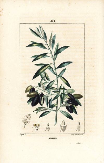 Olivier - 橄榄树，Olea europaea，有叶子、树枝、果实和种子。 Lambert Junior 手绘点画铜版画，出自 Chaumeton、Poiret 和 Chamberet 的“La Flore Medicale”，巴黎，Panckou 的 Pierre Jean-Francois Turpin 的画作 作者 皮埃尔·让·弗朗索瓦·特平