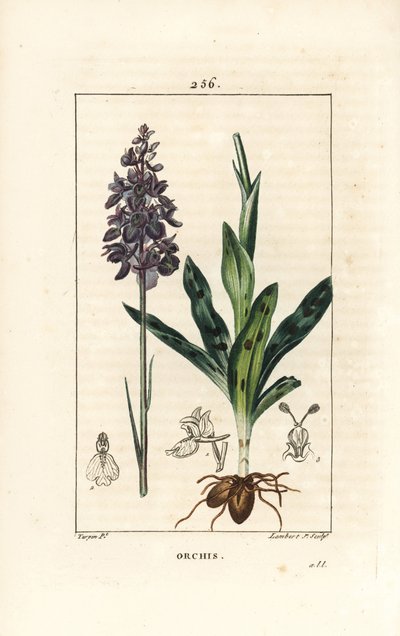 雄性兰花或雄性兰花 - 早期的紫色或雄性兰花，雄性兰花，有花、茎、叶和球茎。 来自 Chaumeton、Poiret 和 Chamberet 的 Pierre Jean-Francois Turpin 绘制的手绘点画铜版画，由 Lambert Junior 雕刻而成 作者 皮埃尔·让·弗朗索瓦·特平