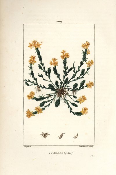 Orpin 英亩 - 金景天，景天英亩。 Lambert Junior 手绘点画铜版画，出自 Chaumeton、Poiret 和 Chamberet 的“La Flore Medicale”，巴黎，Panckoucke 的 Pierre Jean-Francois Turpin 的画作 作者 皮埃尔·让·弗朗索瓦·特平