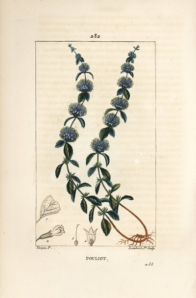 Pouliot薄荷 - Pennyroyal薄荷，Mentha pulegium，有花、叶、茎、根和种子。小兰伯特根据皮埃尔-让-弗朗索瓦-图尔平的画作进行的手绘立体铜版画，出自肖梅顿、波尔特和张贝的《医学花卉》。 作者 皮埃尔·让·弗朗索瓦·特平