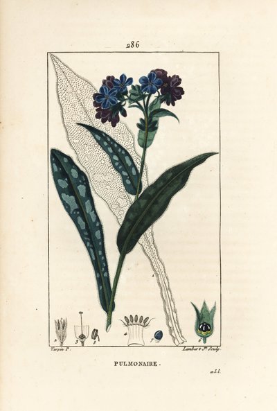 Pulmonary officinale - 肺草，Pulmonaria officinalis，有花、叶、茎和叶的轮廓。小Lambert根据Pierre Jean-Francois Turpin的画作进行的手绘立体铜版画，该画作出自Chaumeton, Poiret和Chamberet的《La》。 作者 皮埃尔·让·弗朗索瓦·特平
