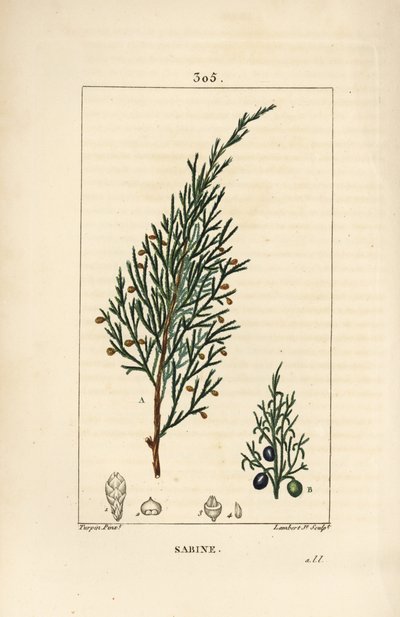 萨宾刺柏，Juniperus sabina，有浆果、叶子、茎和种子。小Lambert根据Pierre Jean-Francois Turpin的画作进行的手绘硬笔铜版画，出自Chaumeton, Poiret和Chamberet的《La Flore Medicale》，巴黎，Panckoucke。 作者 皮埃尔·让·弗朗索瓦·特平