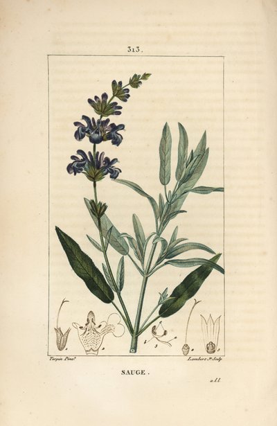 鼠尾草 - 普通鼠尾草，Salvia officinalis，有花、叶、茎和种子。小兰伯特根据皮埃尔-让-弗朗索瓦-图尔平的画作进行的手绘立体铜版画，出自肖梅顿、波尔和张贝的 "La Flore Medicale"。 作者 皮埃尔·让·弗朗索瓦·特平