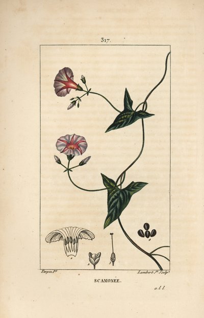 Scammonee - Scammony，旋花属scammonia，有花、叶、茎和攀缘卷须。 Lambert Junior 手绘点画铜版画，出自 Chaumeton、Poiret 和 Chamberet 的“La Flore Medica”，出自 Pierre Jean-Francois Turpin 的画作 作者 Pierre Jean Francois Turpin