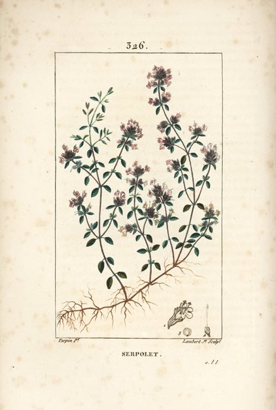 Serpolet或百里香Serpolet - 匍匐百里香或野生百里香，Thymus serpyllum，有花、叶、茎和根。小兰伯特根据皮埃尔-让-弗朗索瓦-图尔平的画作进行的手绘立体铜版画，出自Chaumeton, Poiret and Chamberet。 作者 皮埃尔·让·弗朗索瓦·特平