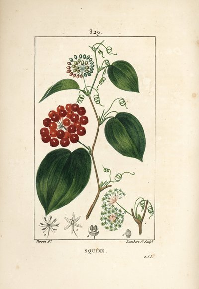 Smilax Variety - 中国 smilax，Smilax china，有花、卷须、叶和果实。 Lambert Junior 手绘点画铜版画，出自 Chaumeton、Poiret 和 Chamberet 的“La Flore Medicale”的 Pierre Jean-Francois Turpin 的一幅画， 作者 皮埃尔·让·弗朗索瓦·特平
