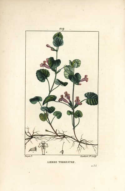 Ivy Wapadziko Lonse - Ivy yapansi, Hedera terrestris. Chojambula chamkuwa chopangidwa ndi manja chojambulidwa ndi a Lambert Junior chojambulidwa ndi Pierre Jean-Francois Turpin wochokera ku Chaumeton, Poiret ndi Chamberet "La Flore Medicale," Paris, Pancko 作者 皮埃尔·让·弗朗索瓦·特平