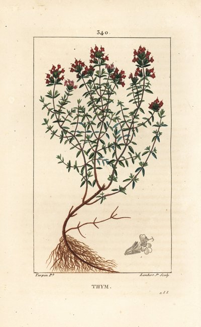 Thyme, Thymus vulgaris, showing, flower, leaf, stem and root. Handcoloured stipple copperplate engraving by Lambert Junior from a drawing by Pierre Jean-Francois Turpin from Chaumeton, Poiret and Chamberet