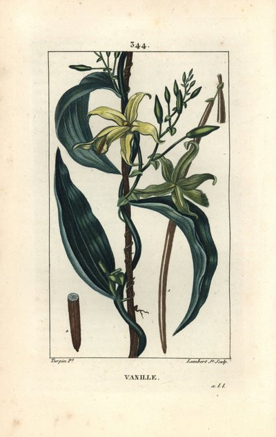 香草 - 香草兰花，Epidendron 香草，带花、叶、种子荚。 Lambert Junior 手绘点画铜版画，出自 Chaumeton、Poiret 和 Chamberet 的“La Flore Medicale”，巴黎，Panck 的 Pierre Jean-Francois Turpin 的画作 作者 皮埃尔·让·弗朗索瓦·特平