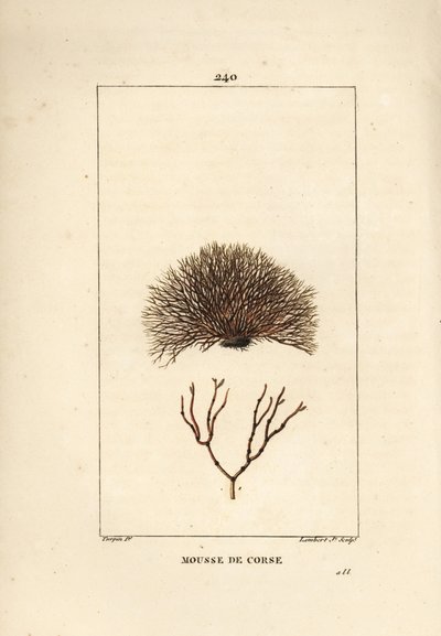 墨角藻品种 - 海难，墨角墨角藻。 Lambert Junior 手绘点画铜版画，出自 Chaumeton、Poiret 和 Chamberet 的“La Flore Medicale”，巴黎，Panckoucke 的 Pierre Jean-Francois Turpin 的画作 作者 皮埃尔·让·弗朗索瓦·特平