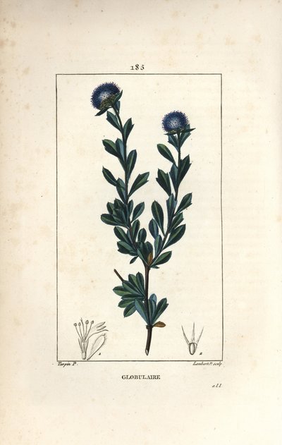 球状品种 - 三齿叶球状体，Globularia fruticosa。 Lambert Junior 手绘点画铜版画，出自 Chaumeton、Poiret 和 Chamberet 的“La Flore Medicale”，Paris, Panc 的 Pierre Jean-Francois Turpin 的画作 作者 皮埃尔·让·弗朗索瓦·特平