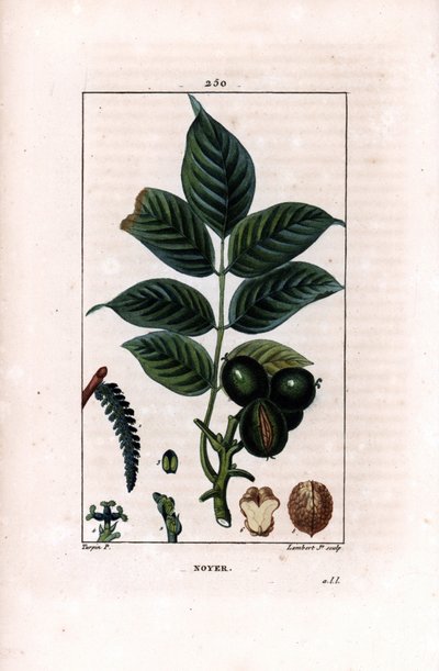 带坚果的核桃枝 - 核桃树，Juglans regia，有枝、叶、成熟的果实、带壳和部分的坚果。 Lambert Junior 手绘点画铜版画，来自 Chaumeton, Poiret et Chamber 的 Pierre Jean-Francois Turpin 的画作 作者 皮埃尔·让·弗朗索瓦·特平