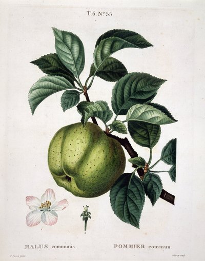 苹果树--在 "Nouveau Duhamel du Monceau ou traite des arbres et shrustes qui one cultivate en France "中，根据P.J. Redoute和P. Bessa的图画绘制的数字，巴黎 作者 皮埃尔·约瑟夫（后）雷杜特
