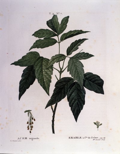 植物学。枫树枝。图版取自《Nouveau Duhamel du Monceau或Treats Treats法国栽培的树木和灌木》，皮埃尔-约瑟夫-雷杜特（1759-1840）的水彩画，1819年 作者 皮埃尔·约瑟夫（后）雷杜特