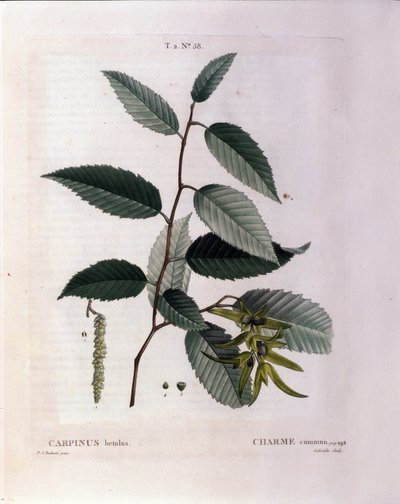 植物：魅力的分支。 取自“Nouveau Duhamel du Monceau 或在法国栽培的对待树木和灌木”的盘子，Pierre Joseph Redoute（1759-1840）1819 年的水彩画 作者 皮埃尔·约瑟夫（后）雷杜特