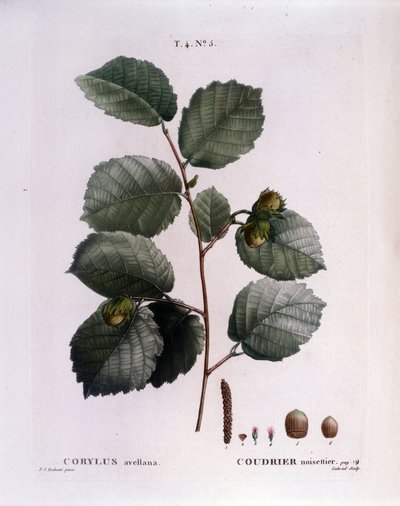 植物学：榛子枝。图版取自《Nouveau Duhamel du Monceau或Treats Treats法国栽培的树木和灌木》水彩画，作者Pierre Joseph Redoute（1759-1840），1819年 作者 皮埃尔·约瑟夫（后）雷杜特