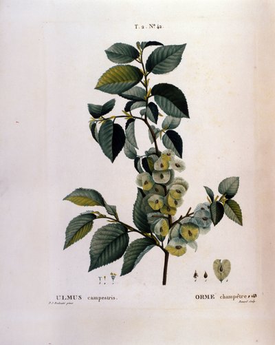 植物学：榆树枝。图版取自《Nouveau Duhamel du Monceau或Treats Treats法国栽培的树木和灌木》水彩画，作者Pierre Joseph Redoute（1759-1840），1819年 作者 皮埃尔·约瑟夫（后）雷杜特