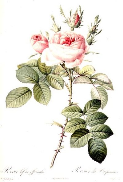 Bifera Officinalis蔷薇，朗格瓦雕刻，雷蒙德出版（彩色雕刻）。 作者 皮埃尔·约瑟夫（后）雷杜特