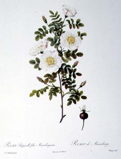 Rosa Pimpinellifolia Mariaeburgensis，由Chapuy雕刻，出自Remond的《Les Roses》，出版。1818年（彩色版画） 作者 皮埃尔·约瑟夫（后）雷杜特
