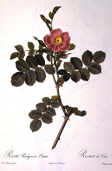 鲁比京娜-克雷蒂卡（Rosa Rubiginosa Cretica），由朗格瓦雕刻，出自雷蒙出版的《玫瑰花》。 作者 皮埃尔·约瑟夫（后）雷杜特