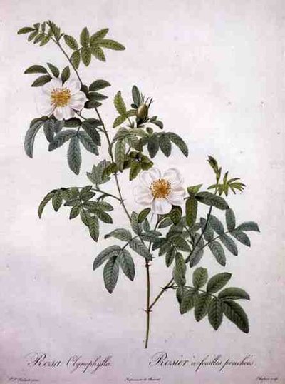 蔷薇花，由Chapuy雕刻，来自 "Les Roses"。 作者 皮埃尔·约瑟夫（后）雷杜特