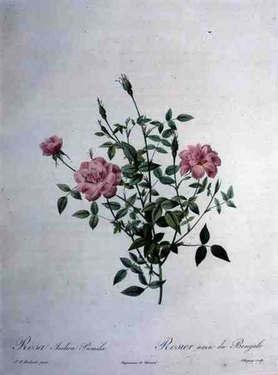 矮小的孟加拉玫瑰，由Chapuy雕刻，来自 "Les Roses"。 作者 皮埃尔·约瑟夫（后）雷杜特
