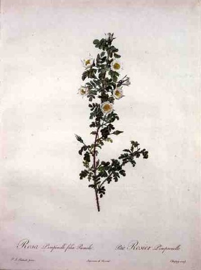 矮小的苏格兰玫瑰（Rosa pimpinelli folia pumila），由Chapuy雕刻，出自《Les Roses》。 作者 皮埃尔·约瑟夫（后）雷杜特