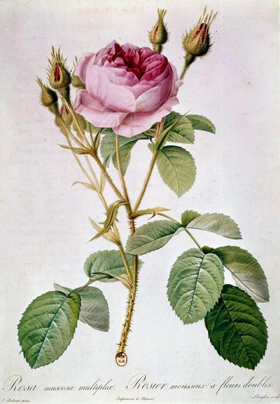 Pierre Joseph Redoute (1759-1840) 1817 年巴黎，B.N. 作者 皮埃尔·约瑟夫（后）雷杜特