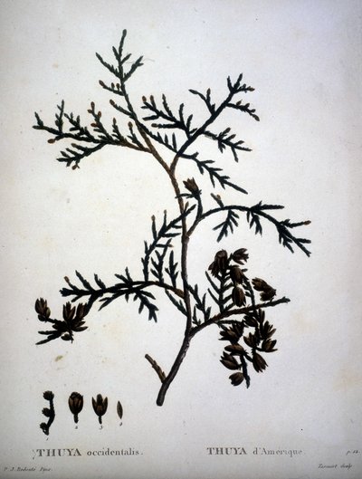 Thuya occidentalis 或 Thuya d
