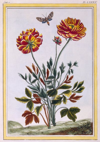 各种双花黄罂粟，c.1776（手工彩色雕刻） 作者 Pierre Joseph Buchoz