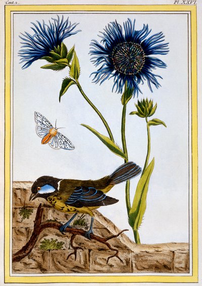 Cornflower, pub.1776. 作者 皮埃尔·约瑟夫·布霍兹