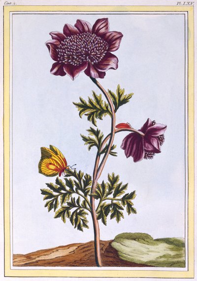 Garden Anenome Windflower, pub.1776. 作者 皮埃尔·约瑟夫·布霍兹