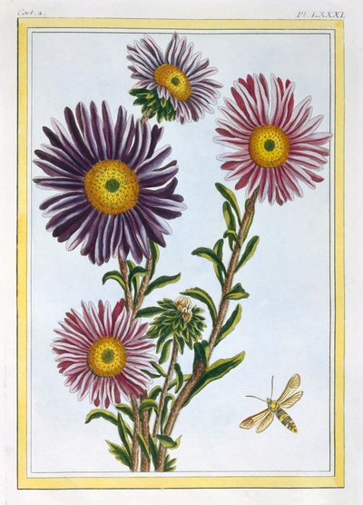 La Reine Marguerite Aster，出版。1776. 作者 皮埃尔·约瑟夫·布霍兹