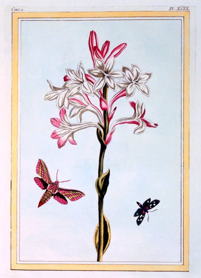 La Tuberose，出版。1776. 作者 皮埃尔·约瑟夫·布霍兹